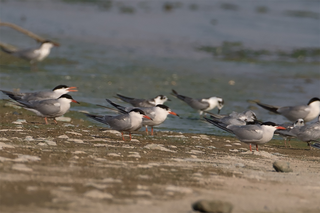 Common Tern